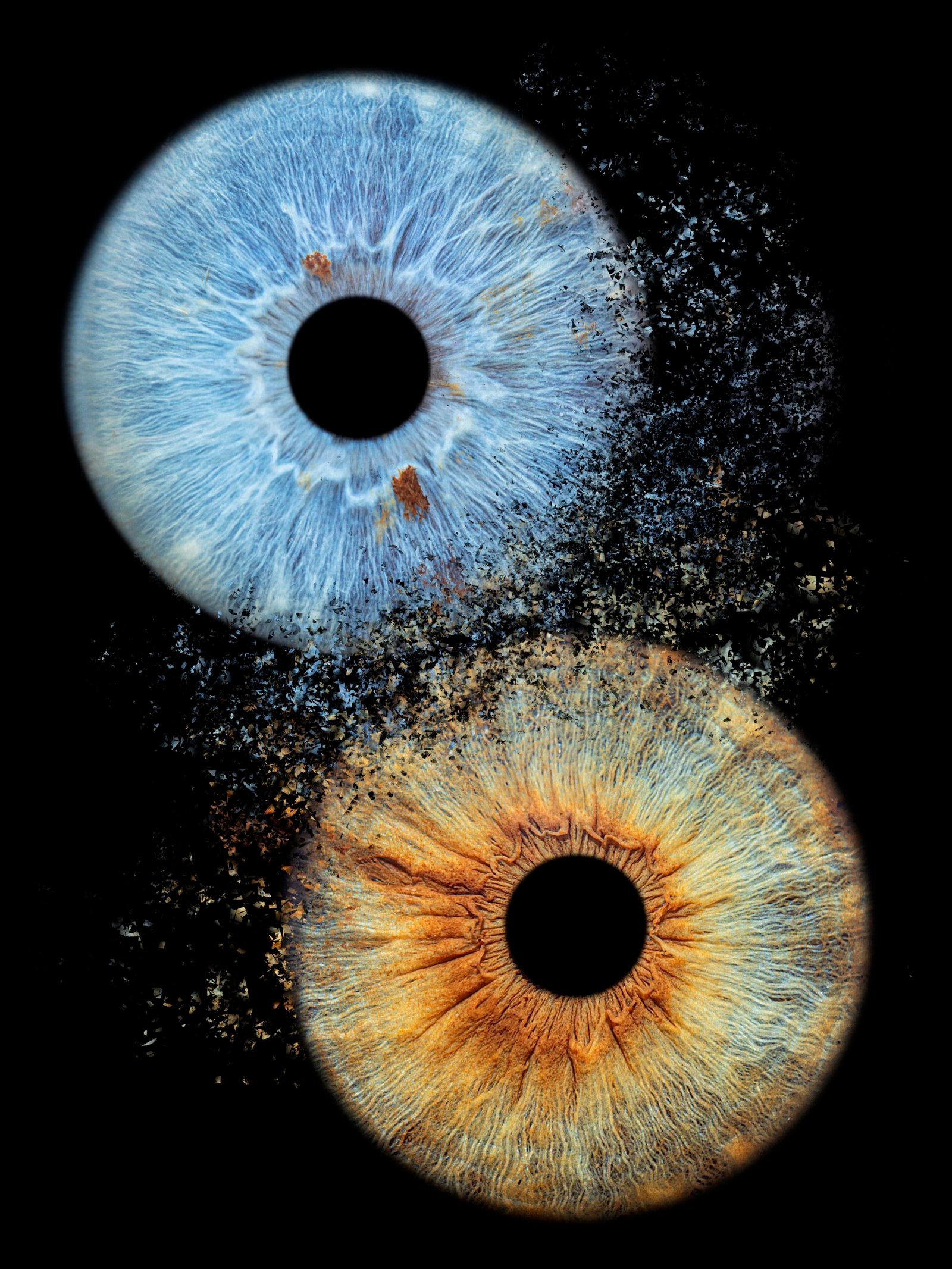 Tirage d'art réunissant deux iris